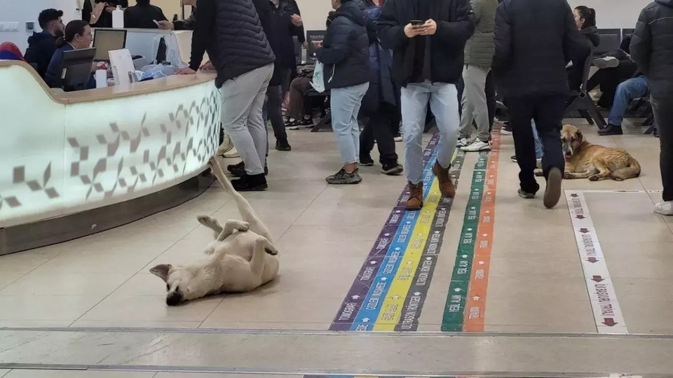81 ile yazı! Hastanelerde sahipsiz hayvan olmayacak