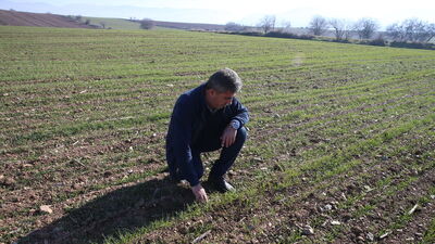 Tokatlı çiftçiler, deneme amaçlı yerli tohum ekti