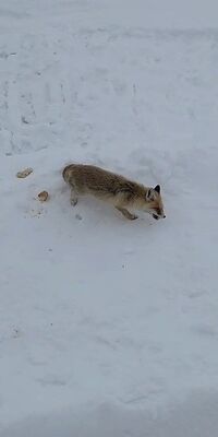  Tilkiyi Antep baklavasıyla besledi