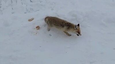 Tilkiyi Antep baklavasıyla besledi