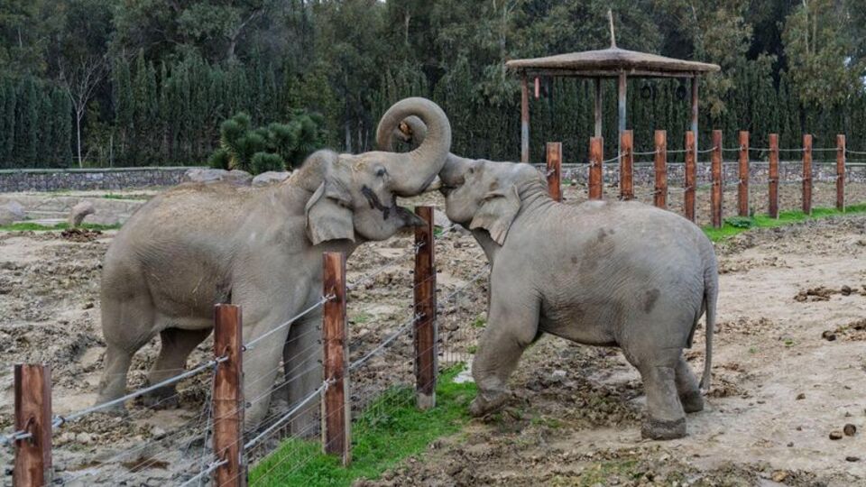 Türkiye'de dünyaya gelen ilk fil olan İzmir 14 yaşında