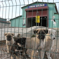 81 ile genelge! Tekrar sokağa bırakılan köpek başına 71 bin lira ceza