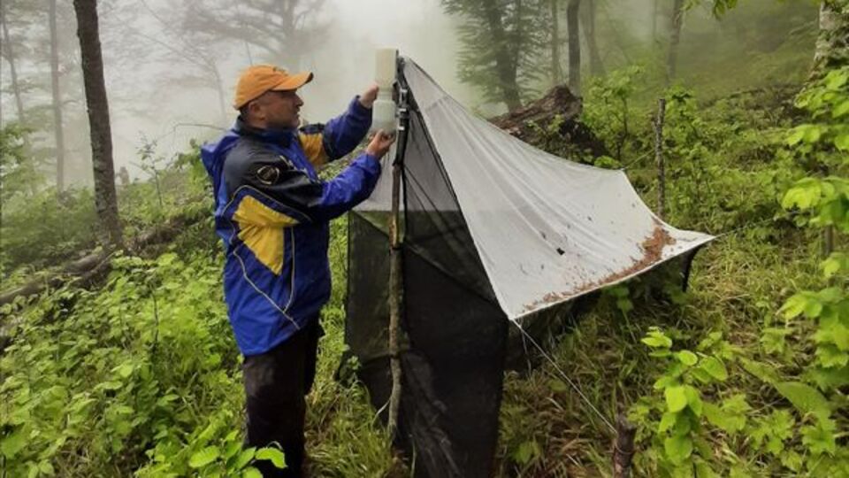 Uludağ'daki arı türleri belirlenecek