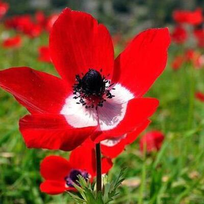  Cemre düşme tarihleri 2025