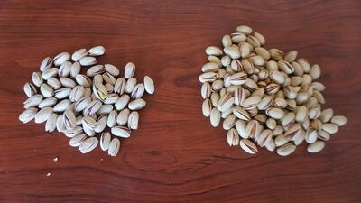 'Kaçak İran fıstığı' uyarısı: Aflatoksin içeriyor