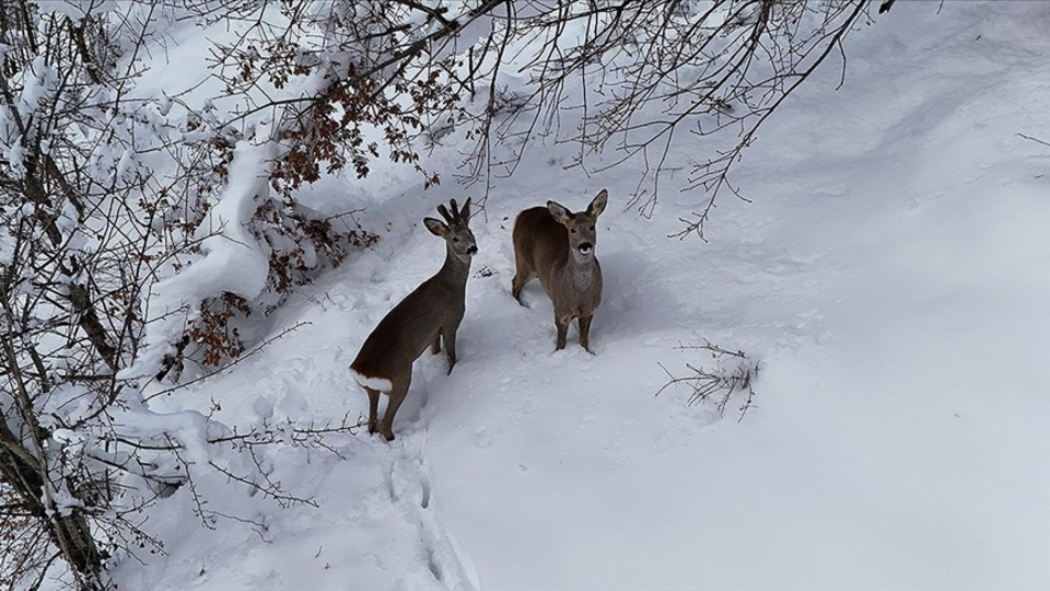 Karda yürüyen 2 karaca havadan görüntülendi