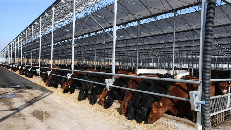 Kırmızı et üretiminde yerli üretim hamlesi