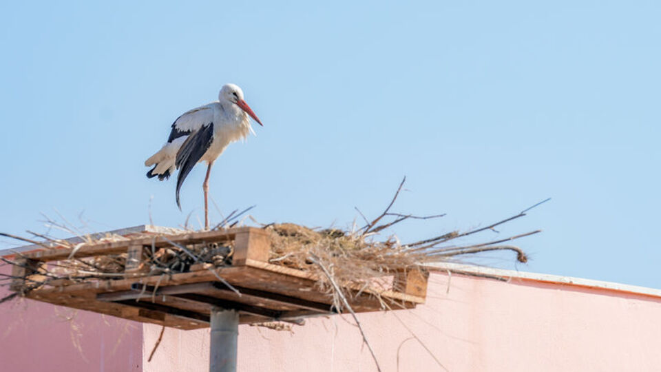 Göç etmeyen Dicle'ye yuva oldu