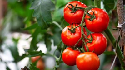 Psikiyatri hastalarına serada tarımla terapi