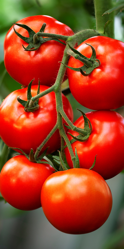  Psikiyatri hastalarına serada tarımla terapi