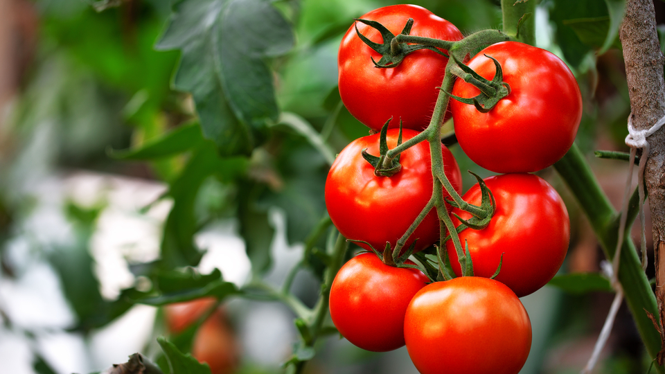 Psikiyatri hastalarına serada tarımla terapi