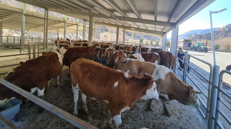 Nallıhan'da üreticiye gebe düve desteği