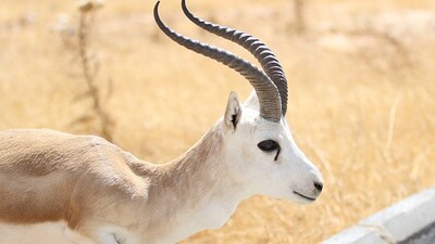 Ceylan eti yenir mi?