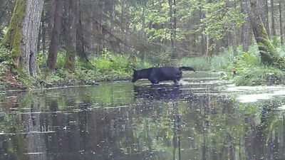 Avrupa'da nadir görülüyor... Siyah kurt kamerada!