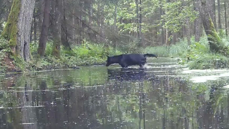 Avrupa'da nadir görülüyor... Siyah kurt kamerada!