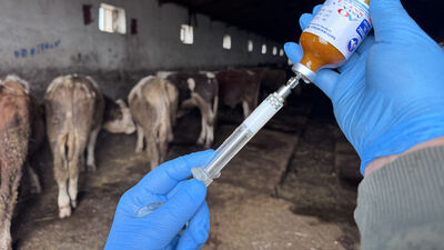 Iğdır'da şap hastalığıyla mücadele