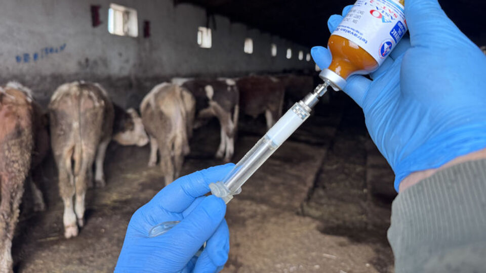 Iğdır'da şap hastalığıyla mücadele