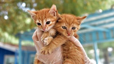 Sahipsiz hayvanlar için Beyoğlu'nda bakımevi