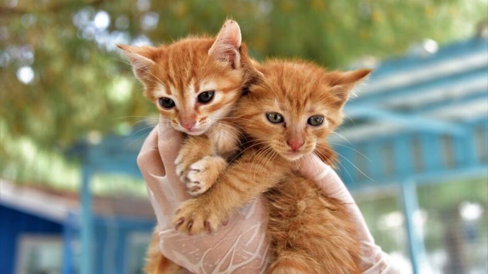 Sahipsiz hayvanlar için Beyoğlu'nda bakımevi