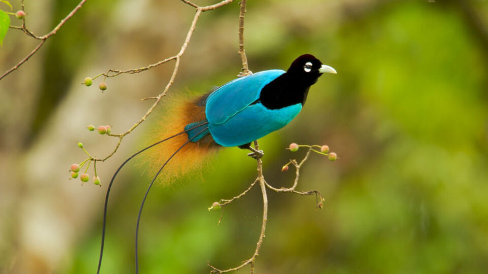 Cennet kuşlarının yeni özelliği ortaya çıktı