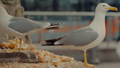 Green Up Meetings'in altıncı edisyonuna geri sayım