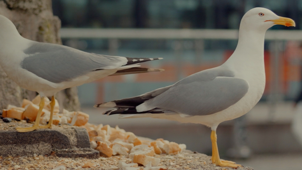 Green Up Meetings'in altıncı edisyonuna geri sayım