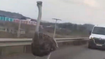 Trafikte deve kuşu paniği