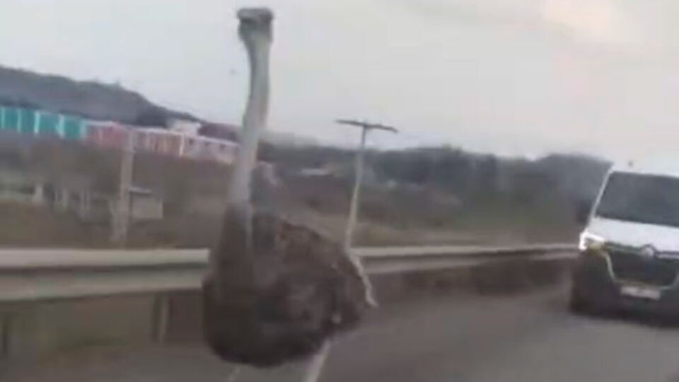 Trafikte deve kuşu paniği