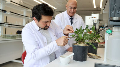 Pancarın kök çürüklüğünü tedavi ettiler!