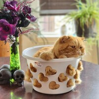 Ne derler bilirsiniz: Kediler sıvıdır