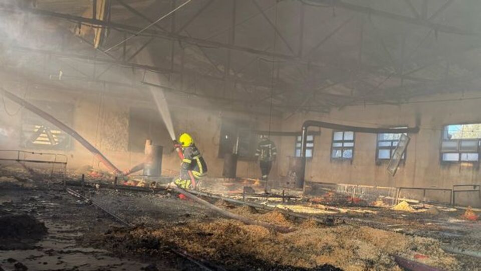 6 bin 800 civciv kurtarılamadı