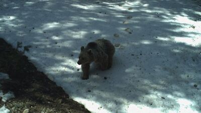 Tamamı kış uykusunda! Uydu vericisiyle takip ediliyor