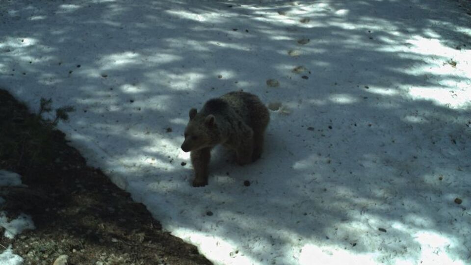 Tamamı kış uykusunda! Uydu vericisiyle takip ediliyor