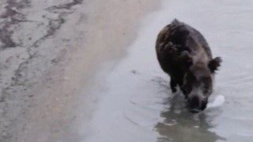 Yaban domuzu şaşırttı