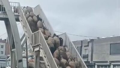 Koyunlardan üst geçit mesajı