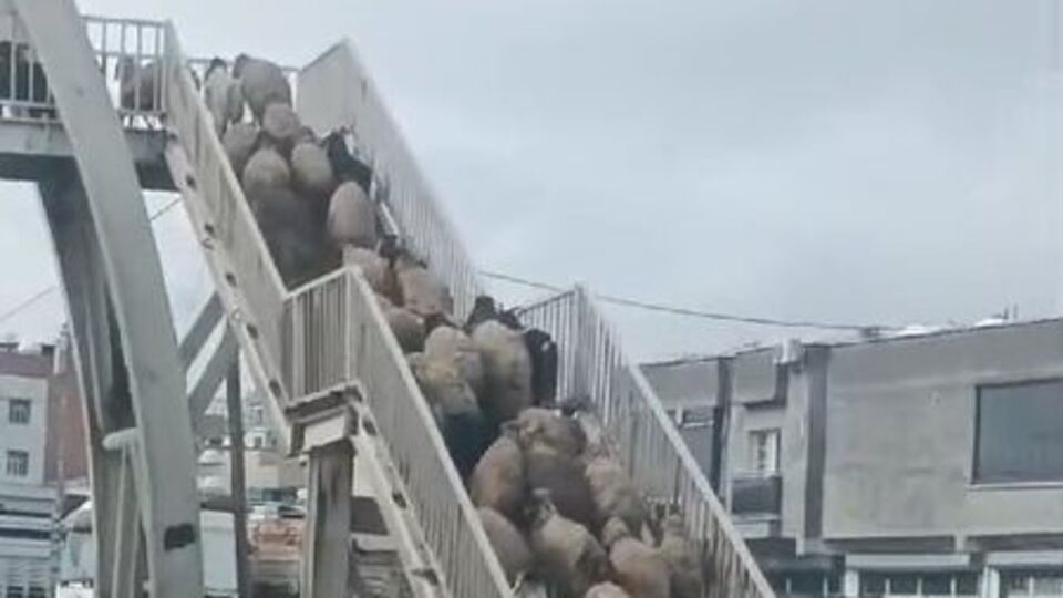 Koyunlardan üst geçit mesajı