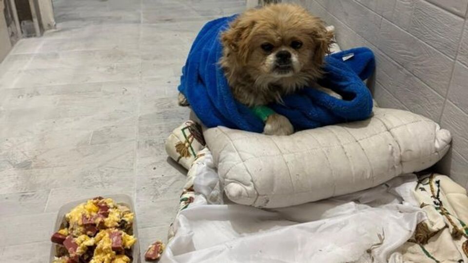 Vicdansızlık! Ayağını bağladığı köpeği çöpe attı