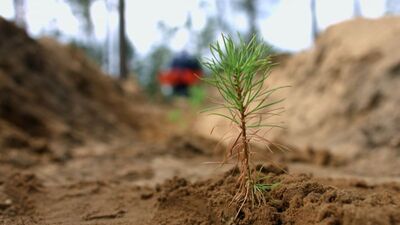 Şehir peyzajlarına bakanlık standardı geliyor