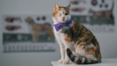 Sokaktan kurtarıldı... Bergen'e sıcak yuva aranıyor