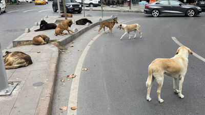 Köpek eti yenir mi?