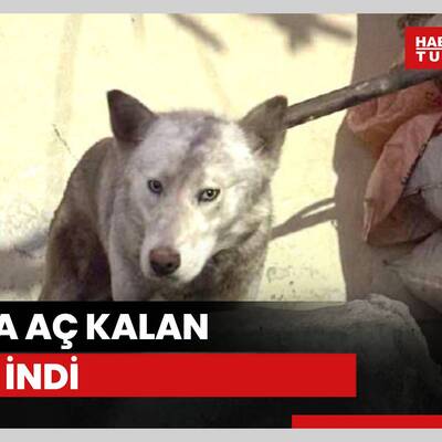 Batman'da aç kalan kurt köye inerek tavuklara saldırdı