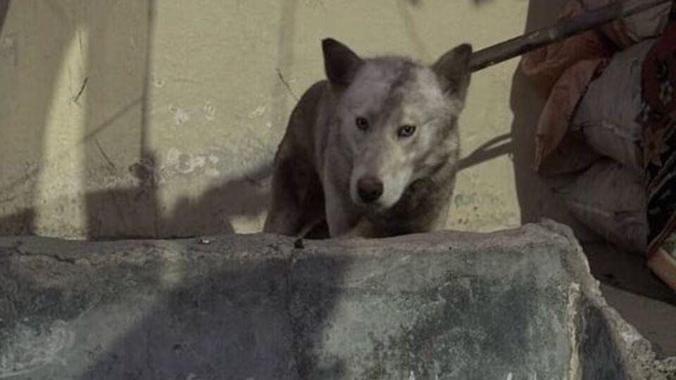 Aç kalan kurt köye indi