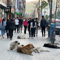 Yeni yöntem 'Sahiplen ve sal'! Bakanlıktan belediyelere ve terk edene ceza!