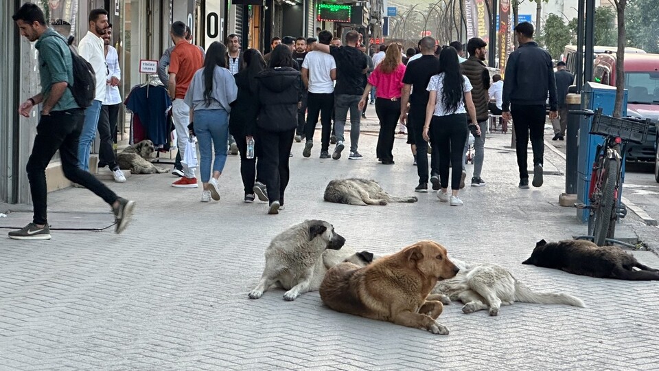 Yeni yöntem 'Sahiplen ve sal'! Bakanlıktan belediyelere ve terk edene ceza!