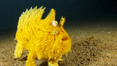 Kurbağa balığı yenir mi?