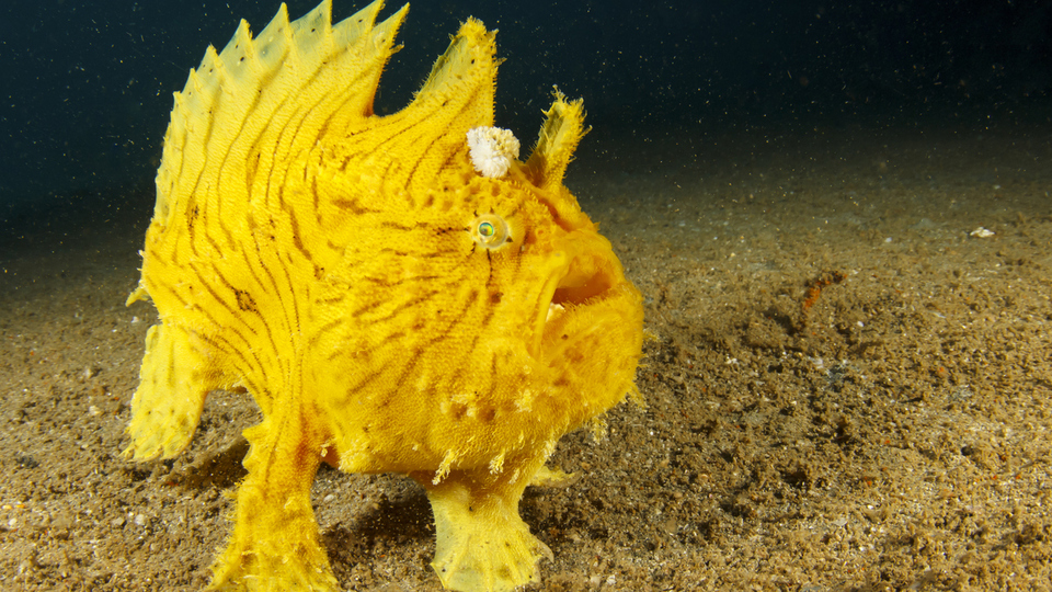 Kurbağa balığı yenir mi?