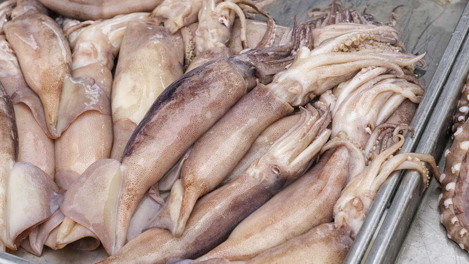 Mürekkep balığı yenir mi?