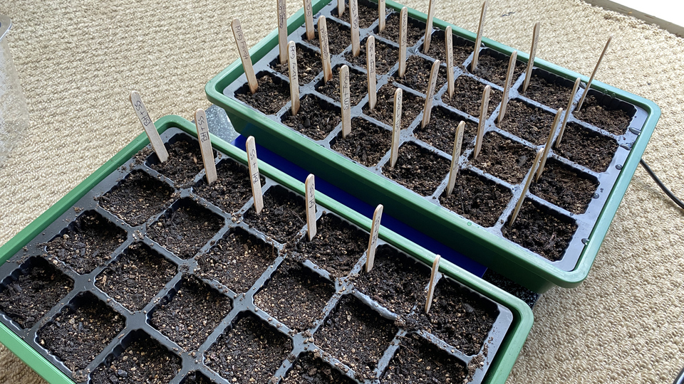 Semizotu tohumu yenir mi?