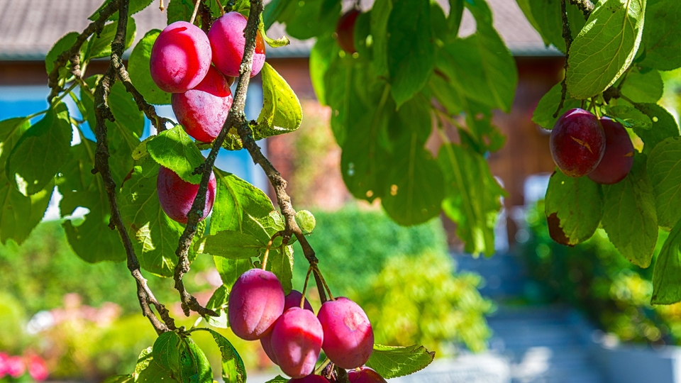 Süs eriği yenir mi?
