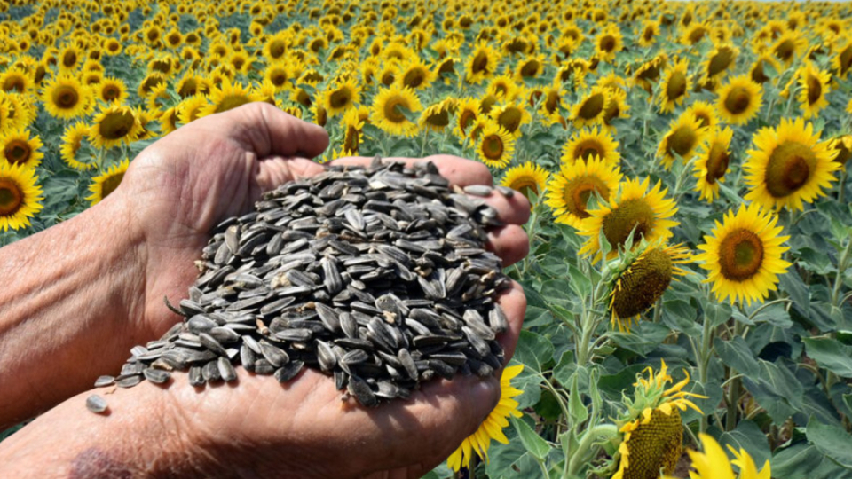 Edirneli üretici ayçiçeği ekimini öne çekti